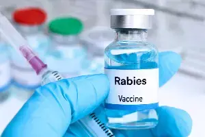 Rabies After Vaccination: వ్యాక్సిన్ వేసుకున్నా రేబీస్ వ్యాధి వస్తుందా? నిపుణులు చెబుతున్న చేదు నిజాలివే.. Rabies After Vaccination: వ్యాక్సిన్ వేసుకున్నా రేబీస్ వ్యాధి వస్తుందా? నిపుణులు చెబుతున్న చేదు నిజాలివే..