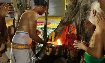 Grand Purushaivari Thota: తిరుమలలో ఘనంగా పురుశైవారి తోట ఉత్సవం Grand Purushaivari Thota: తిరుమలలో ఘనంగా పురుశైవారి తోట ఉత్సవం