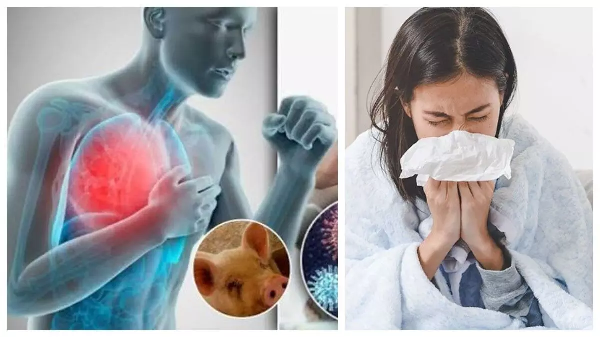 Swine Flu: దేశంలో పెరుగుతున్న స్వైన్ ఫ్లూ కేసులు.. భయం వద్దు.. ఈ జాగ్రత్తలతో అప్రమత్తంగా ఉండండి.. Swine Flu: దేశంలో పెరుగుతున్న స్వైన్ ఫ్లూ కేసులు.. భయం వద్దు.. ఈ జాగ్రత్తలతో అప్రమత్తంగా ఉండండి..