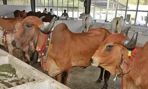 Gokulashtami Celebrations: సెప్టెంబరు 4న ఎస్వీ గోసంరక్షణశాలలో వైభవంగా గోకులాష్టమి వేడుకలు Gokulashtami Celebrations: సెప్టెంబరు 4న ఎస్వీ గోసంరక్షణశాలలో వైభవంగా గోకులాష్టమి వేడుకలు