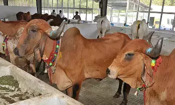 Gokulashtami Celebrations: సెప్టెంబరు 4న ఎస్వీ గోసంరక్షణశాలలో వైభవంగా గోకులాష్టమి వేడుకలు
