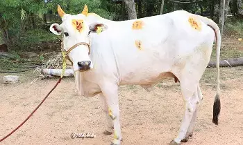 Kari Ishti Yagam: రేపు పూర్ణాహుతితో ముగియనున్న ఐదు రోజుల కారీరిష్టి యాగం
