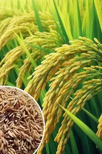 El Niño Impact: ఎల్నినో ప్రభావంతో తెలంగాణలో వరి దిగుబడి గణనీయంగా తగ్గే అవకాశం El Niño Impact: ఎల్నినో ప్రభావంతో తెలంగాణలో వరి దిగుబడి గణనీయంగా తగ్గే అవకాశం