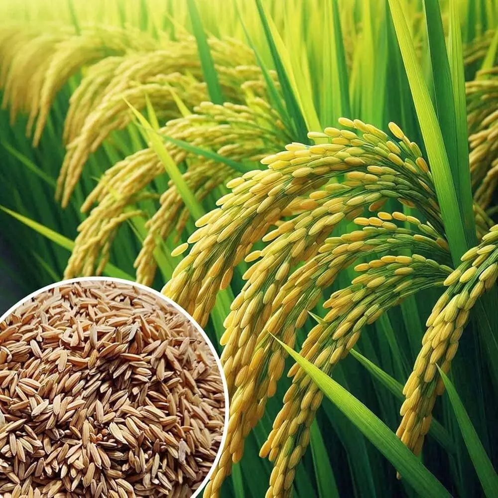 El Niño Impact: ఎల్నినో ప్రభావంతో తెలంగాణలో వరి దిగుబడి గణనీయంగా తగ్గే అవకాశం El Niño Impact: ఎల్నినో ప్రభావంతో తెలంగాణలో వరి దిగుబడి గణనీయంగా తగ్గే అవకాశం
