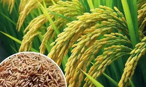 El Niño Impact:  ఎల్‌నినో ప్రభావంతో తెలంగాణలో వరి దిగుబడి గణనీయంగా తగ్గే అవకాశం