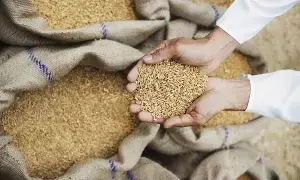 MSP Hike: అన్నదాతలకు గుడ్న్యూస్.. రబీ సీజన్ 2027-28కి ఎంఎస్పీ పెంచిన కేంద్ర కేబినెట్ MSP Hike: అన్నదాతలకు గుడ్న్యూస్.. రబీ సీజన్ 2027-28కి ఎంఎస్పీ పెంచిన కేంద్ర కేబినెట్