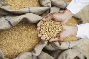 MSP Hike: అన్నదాతలకు గుడ్న్యూస్.. రబీ సీజన్ 2027-28కి ఎంఎస్పీ పెంచిన కేంద్ర కేబినెట్ MSP Hike: అన్నదాతలకు గుడ్న్యూస్.. రబీ సీజన్ 2027-28కి ఎంఎస్పీ పెంచిన కేంద్ర కేబినెట్