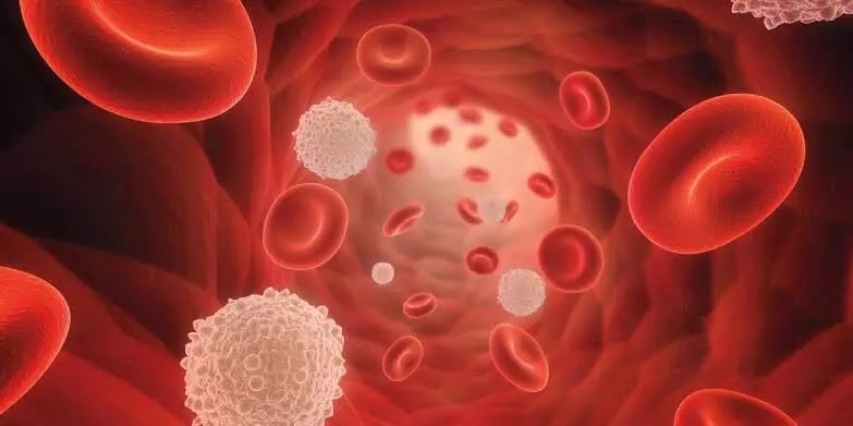 Low Platelet Count: ప్లేట్లెట్లు పడిపోయాయా? వారం రోజుల్లో పెంచే సహజ ఆహారాలివే.. Low Platelet Count: ప్లేట్లెట్లు పడిపోయాయా? వారం రోజుల్లో పెంచే సహజ ఆహారాలివే..